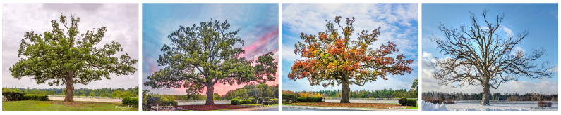 Four pictures of the Bronte Oak Tree in the four season by Christopher Dias.
